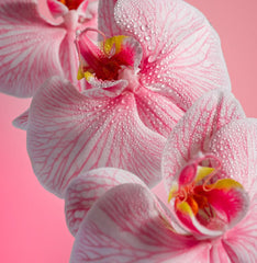 Pink Beach - Shimmering Body Oil