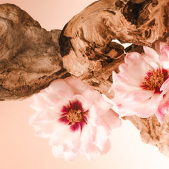 Santal Bloom - Essentials Set